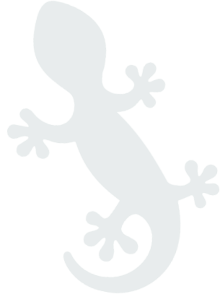 gecko